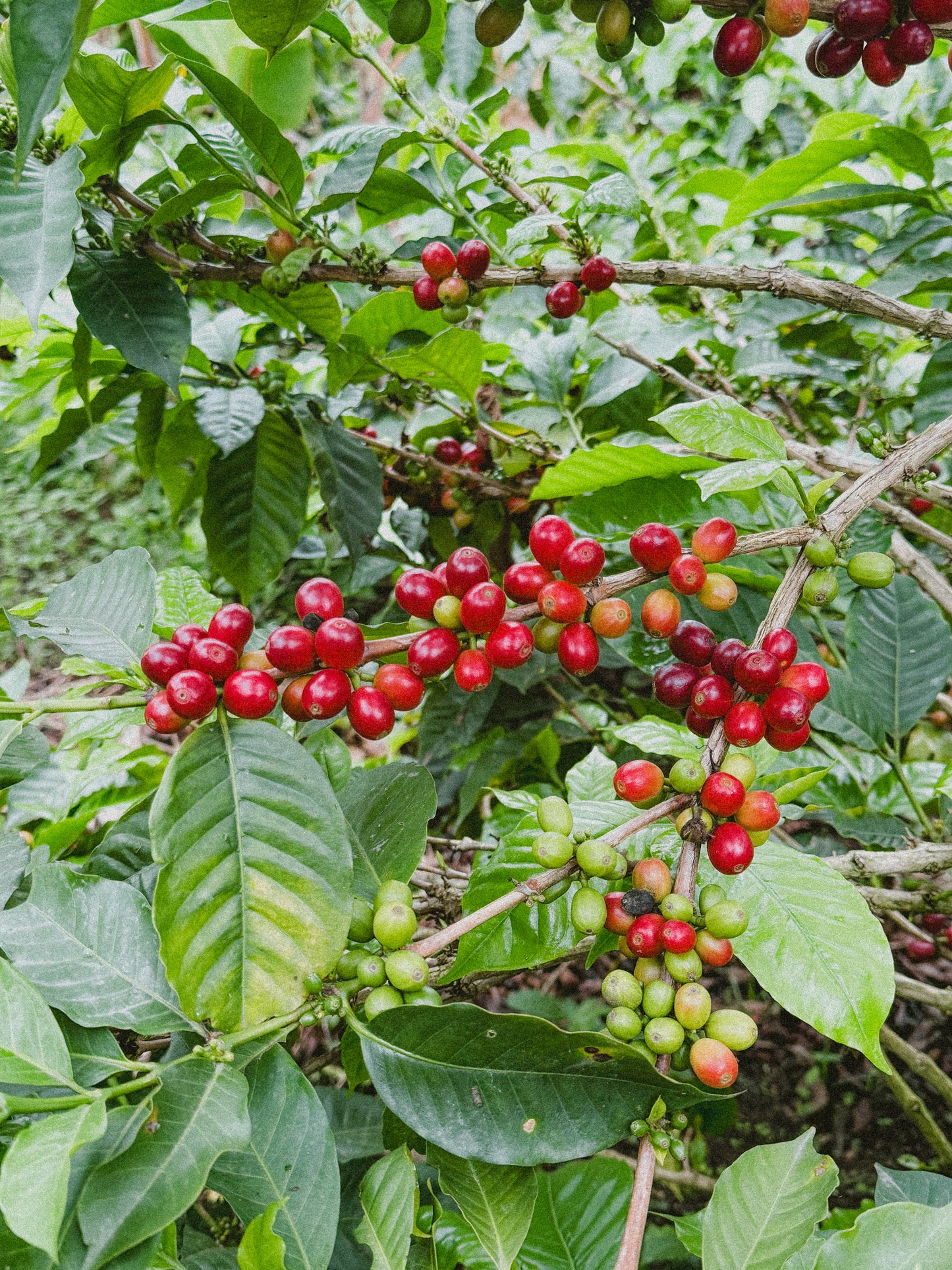 Masterpiece: Finca el Recreo, Colombia - Espresso